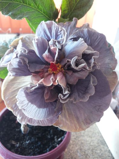 20150602_113730 - florile mele 2015