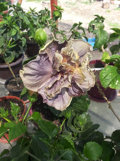 20150709_151607 - florile mele 2015