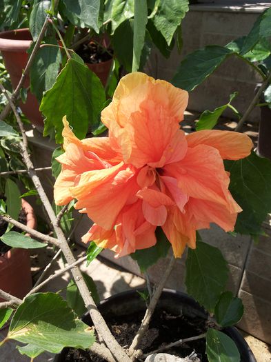 20150708_134926 - florile mele 2015