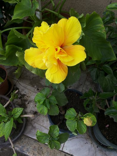20150709_151547 - florile mele 2015