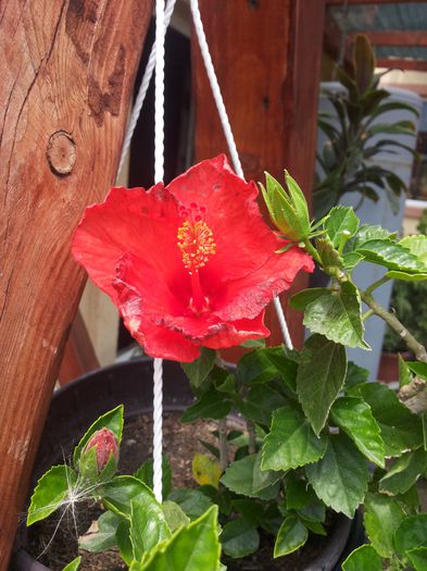 20150630_133748 - florile mele 2015