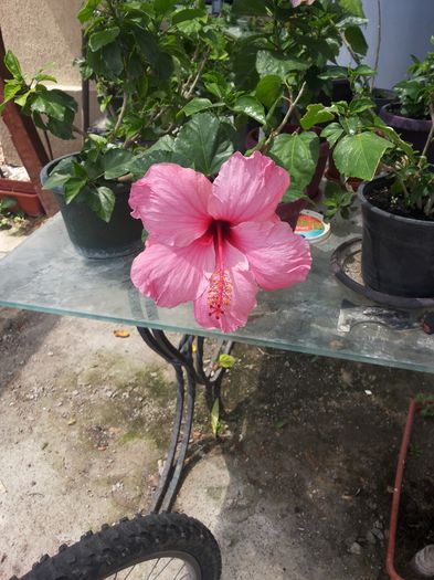20150630_133719 - florile mele 2015