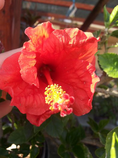 20150625_174749 - florile mele 2015