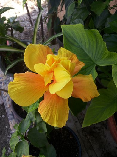 20150625_174701 - florile mele 2015