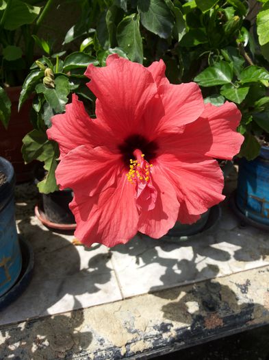 20150618_133137 - florile mele 2015