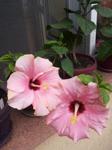 20150617_110134 - florile mele 2015
