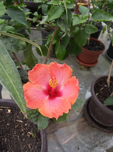 20150617_110102 - florile mele 2015