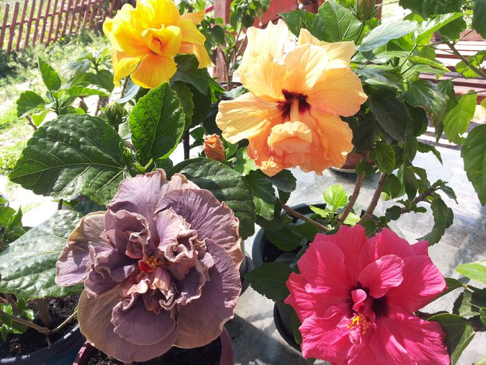 20150602_111925 - florile mele 2015