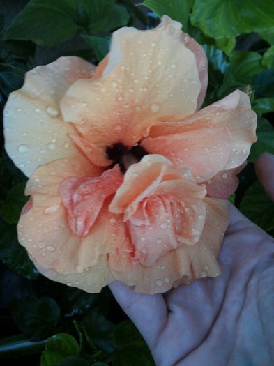 20150601_204540 - florile mele 2015