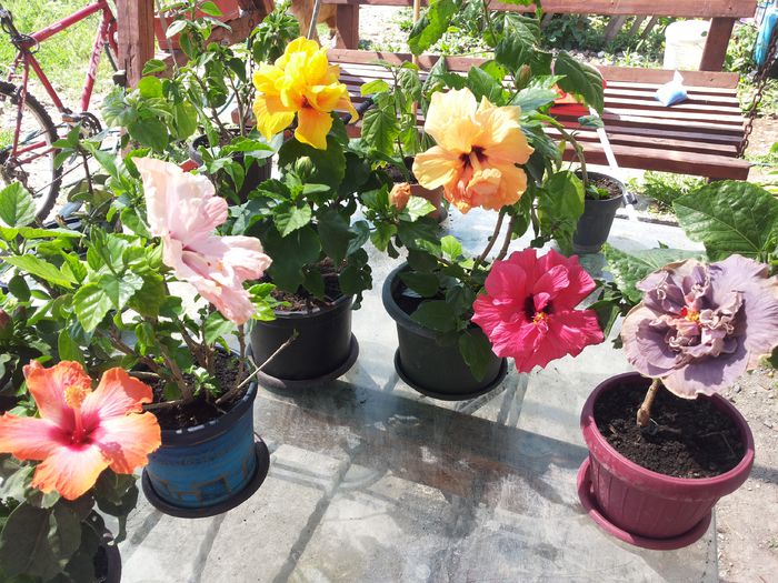 20150602_111902 - florile mele 2015