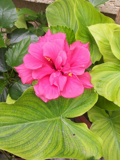 20150617_110053 - florile mele 2015