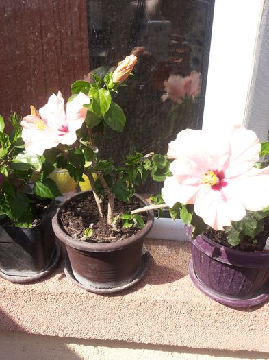 20150614_161303 - florile mele 2015