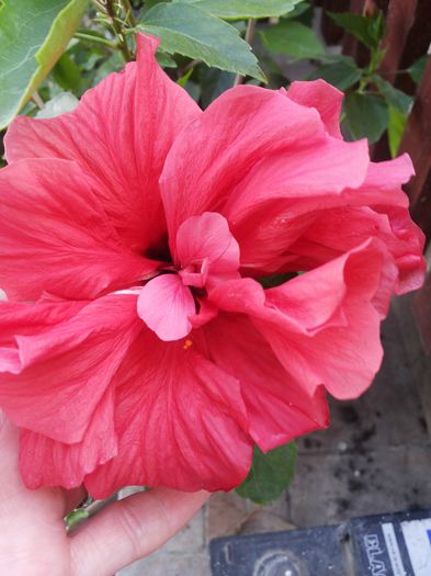 20150612_201847 - florile mele 2015