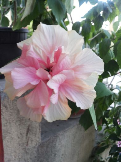 20150609_203256 - florile mele 2015