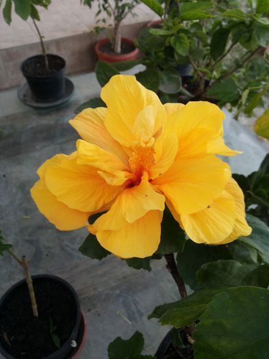 20150609_203210 - florile mele 2015