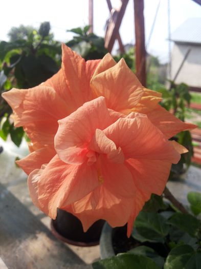 20150604_090557 - florile mele 2015
