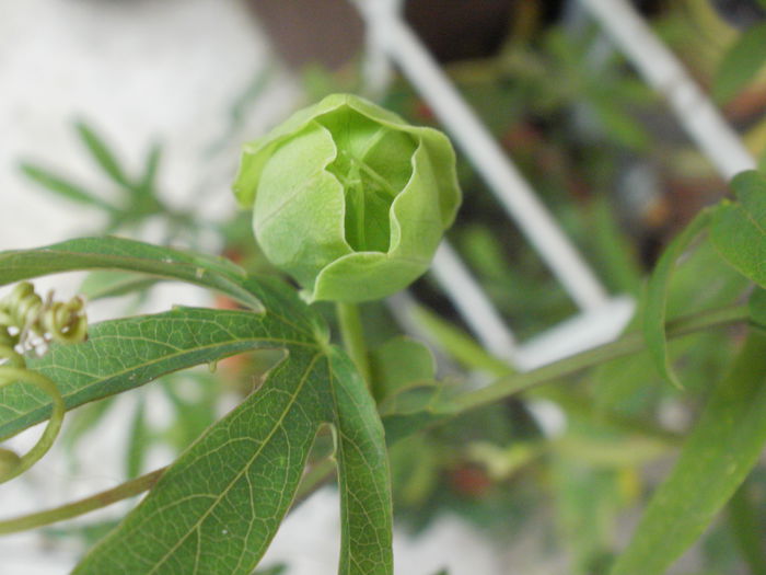  - Plante II