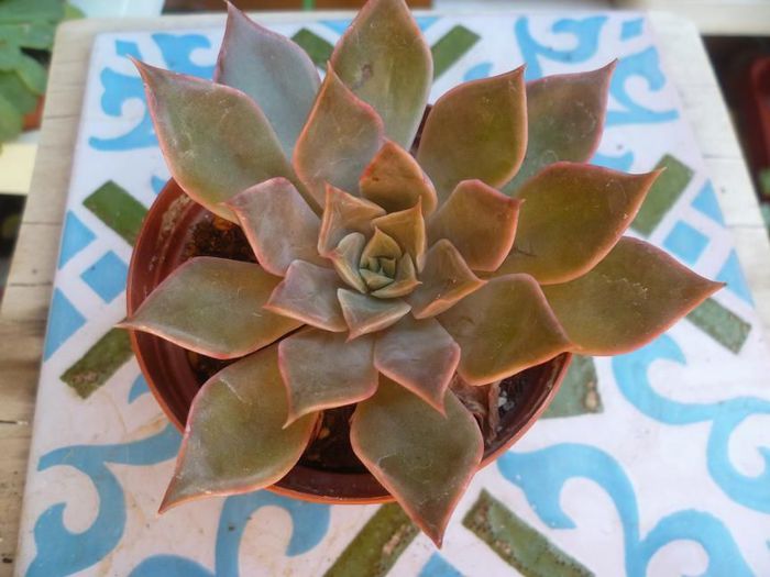  - Echeveria