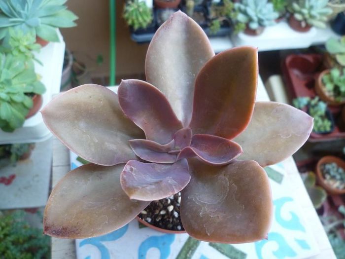  - Echeveria