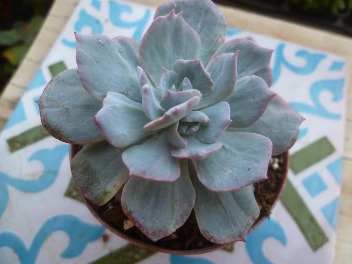  - Echeveria