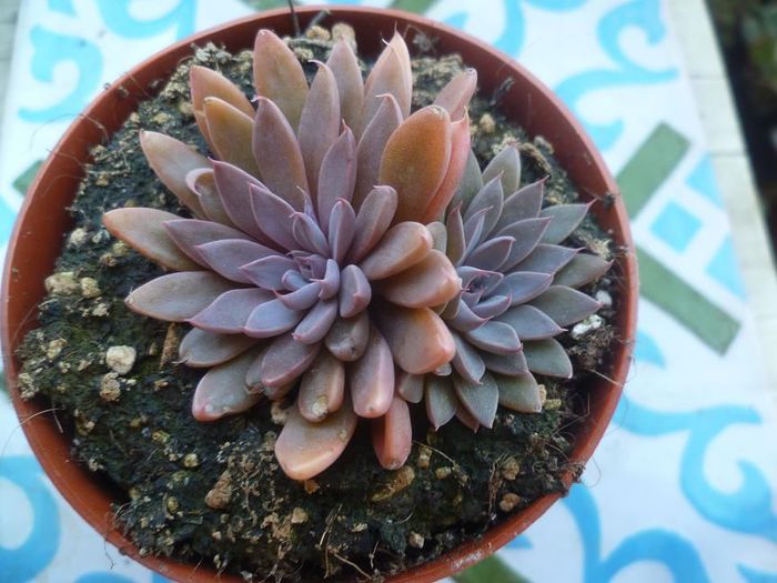  - Echeveria