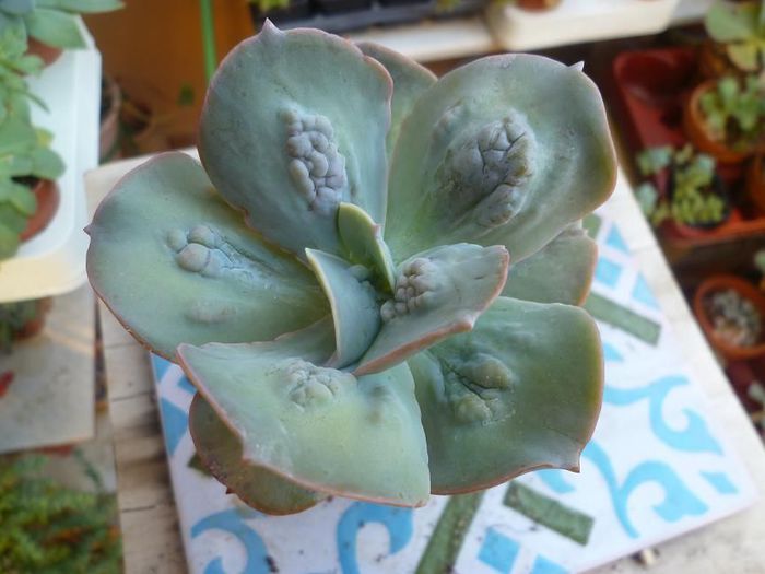  - Echeveria