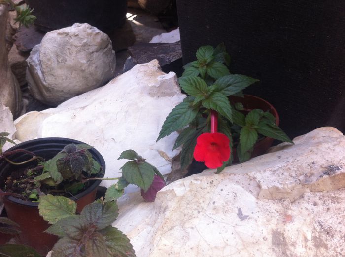 image - Flori interior