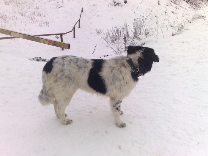 17012010026 - Nero ciobanesc romanesc de bucovina