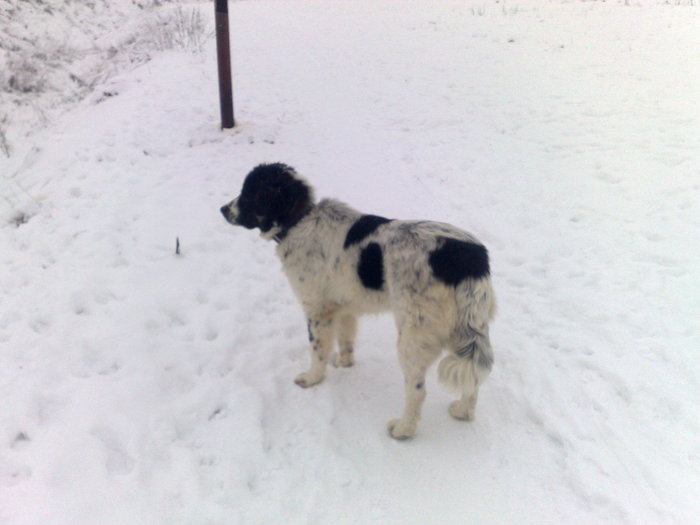 17012010027 - Nero ciobanesc romanesc de bucovina