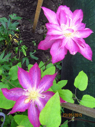 IMG_0932 - Clematis 2015