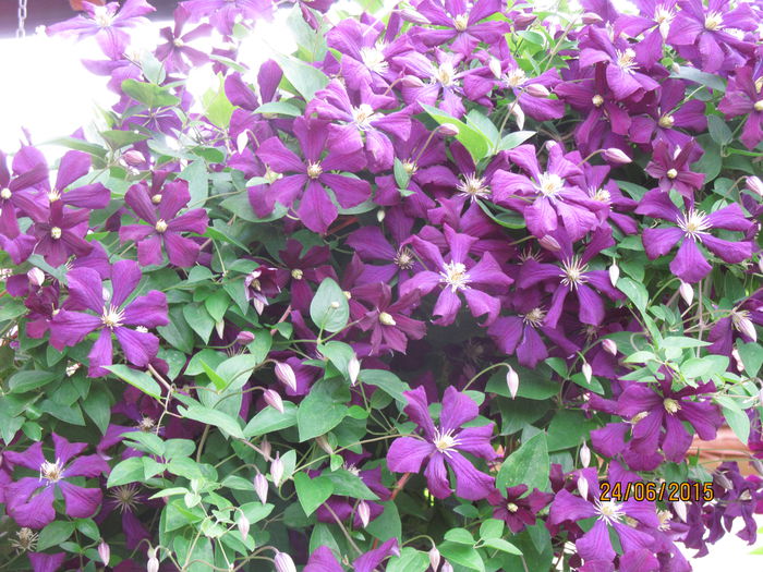 IMG_0981 - Clematis 2015