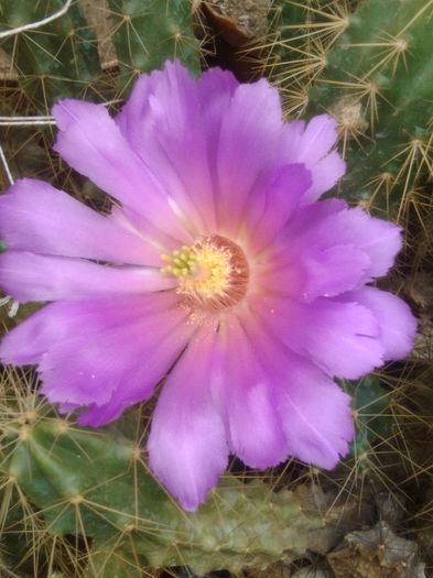 IMG_20150712_140413 - Flori de cactusi
