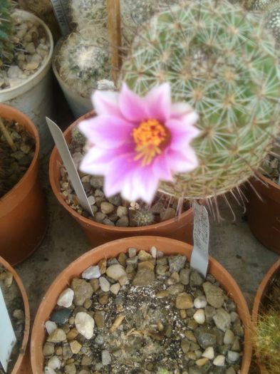IMG_20150712_140547 - Flori de cactusi