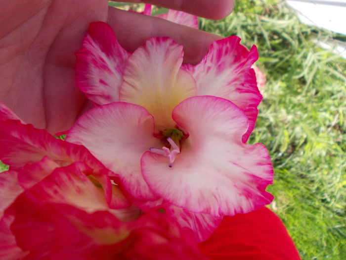 DSCN2324 - gladiole