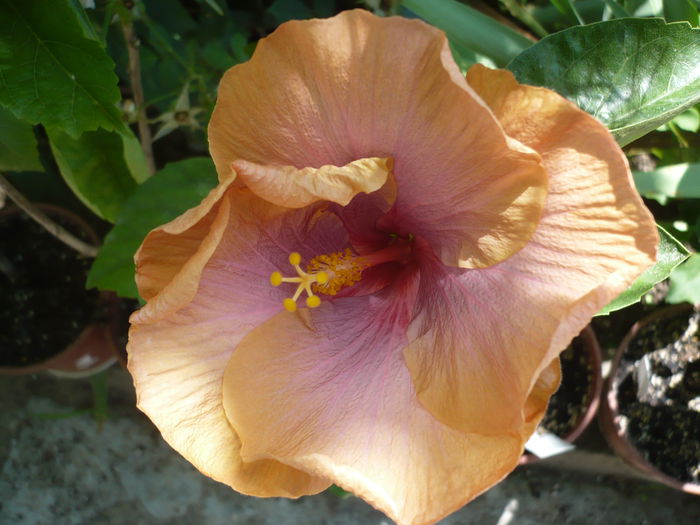 12.07.2015 - HIBISCUSI 2015-1