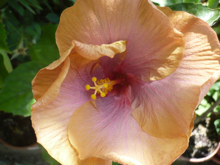 P1230074 - HIBISCUSI 2015-1