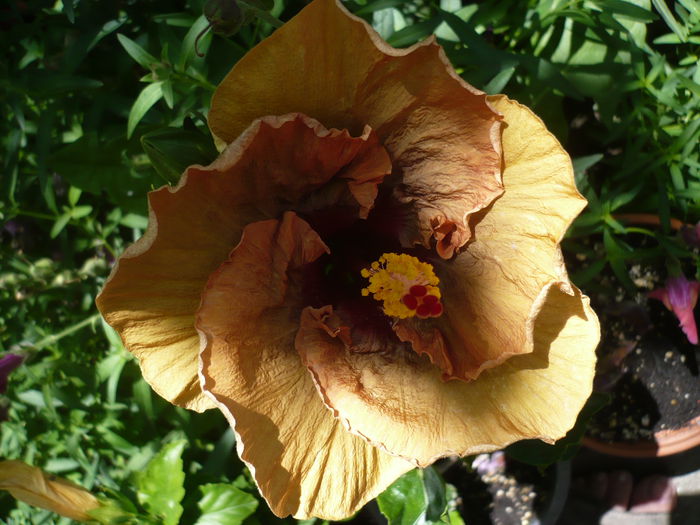 P1230070 - HIBISCUSI 2015-1