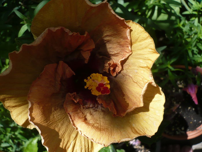 P1230072 - HIBISCUSI 2015-1