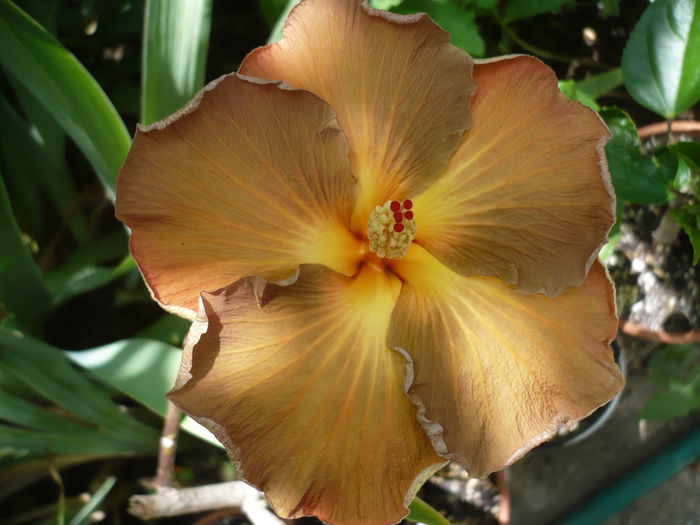 P1230067 - HIBISCUSI 2015-1