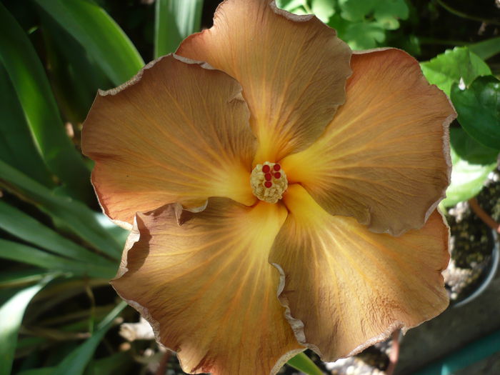 Black Jack - HIBISCUSI 2015-1