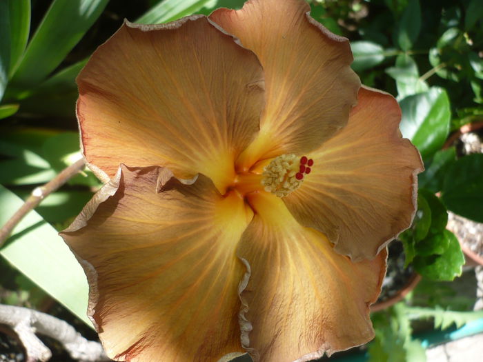 P1230069 - HIBISCUSI 2015-1