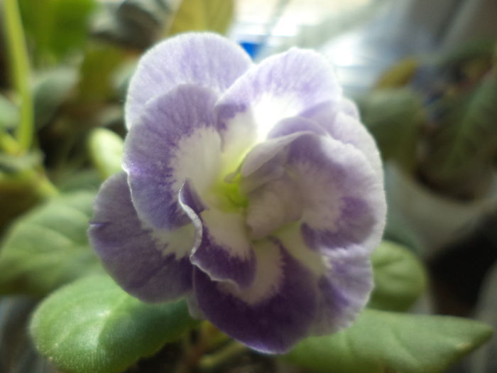 DSC02335 - gloxinii  si siningii 2015