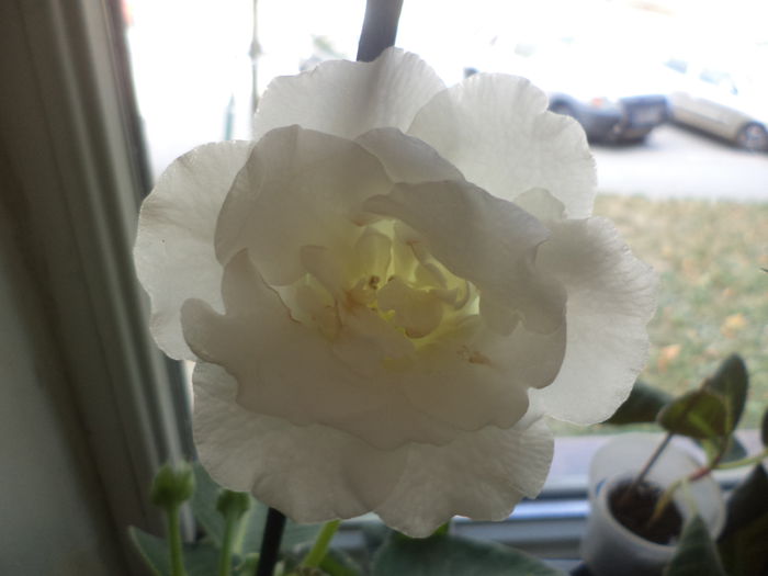 DSC02339 - gloxinii  si siningii 2015