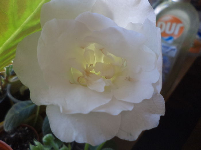 DSC02341 - gloxinii  si siningii 2015