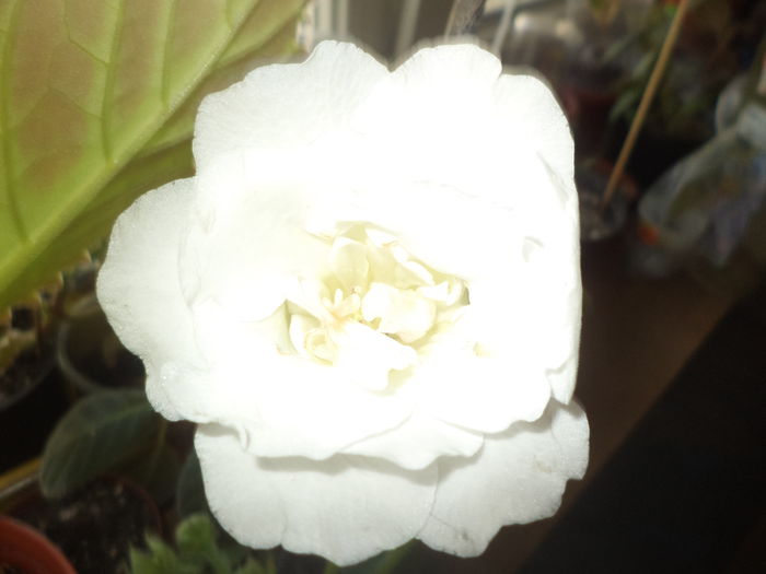 DSC02343 - gloxinii  si siningii 2015