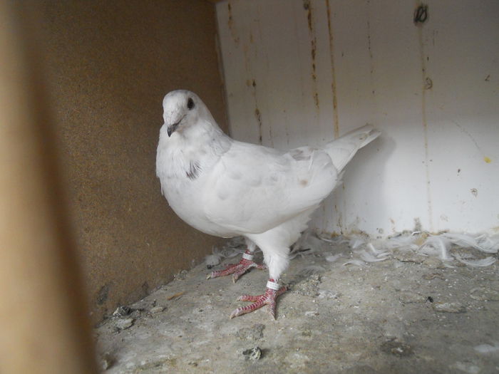 ctaiulie15 080 - 1877 Daniel Tanase