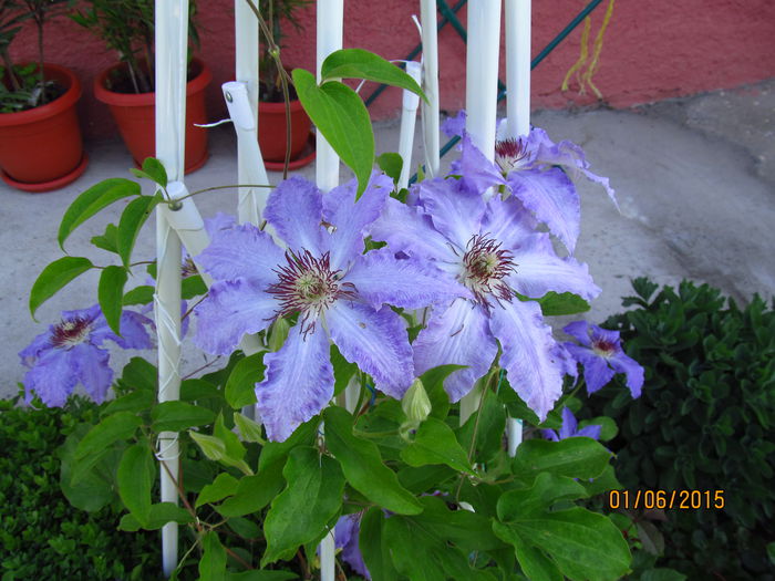 IMG_1024 - Clematis 2015