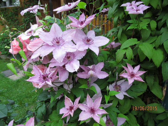 IMG_0690 - Clematis 2015