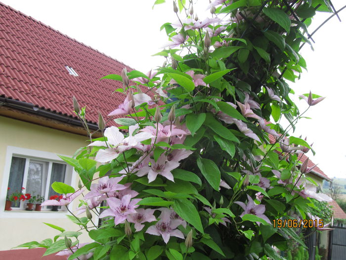 IMG_0788 - Clematis 2015