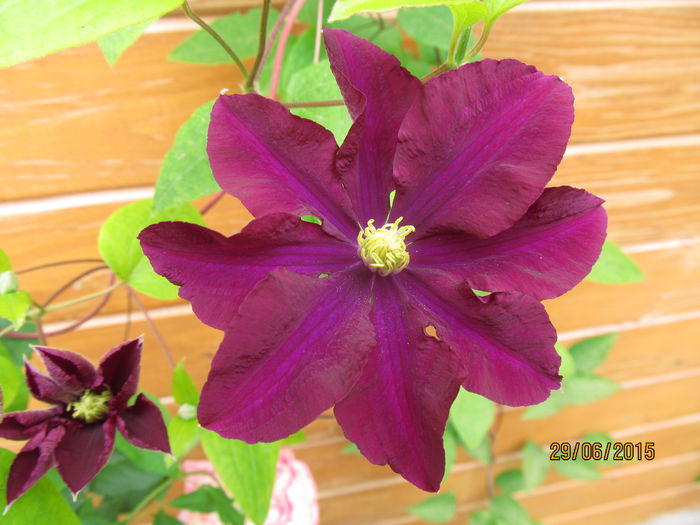 IMG_1160 - Clematis 2015